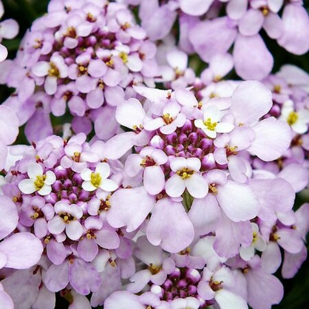 Iberis semp. 'Pink Ice' P9 - afbeelding 2