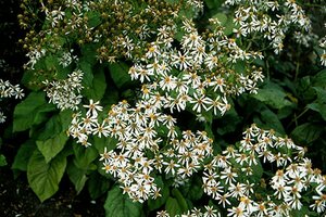 Aster macrophyllus P9 - afbeelding 2