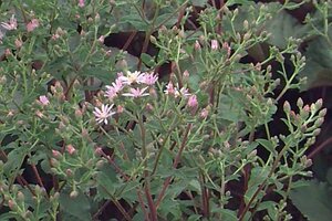 Aster macrophyllus P9