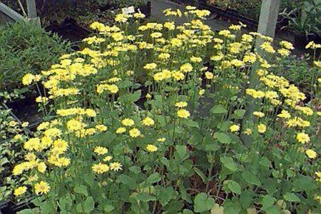 Doronicum pardalianches P9