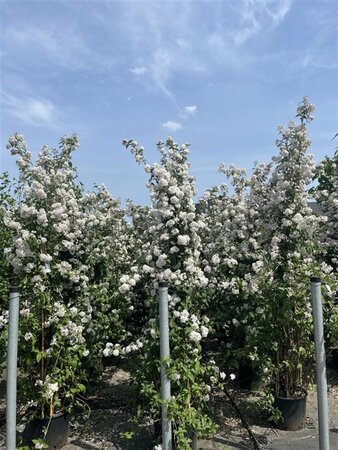 Deutzia hybrida 'Mont Rose' - afbeelding 2