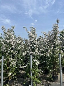 Deutzia hybrida 'Mont Rose' - afbeelding 2