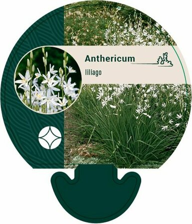 Anthericum liliago P9