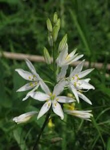 Anthericum liliago P9