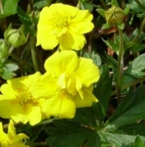 Potentilla aurea P9 - afbeelding 3