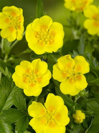Potentilla aurea P9 - afbeelding 4