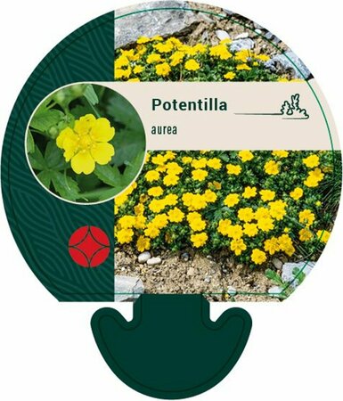 Potentilla aurea P9 - afbeelding 2