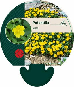 Potentilla aurea P9 - afbeelding 2