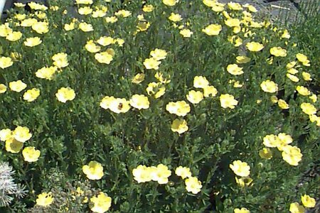 Potentilla aurea P9 - afbeelding 1