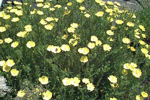 Potentilla aurea P9