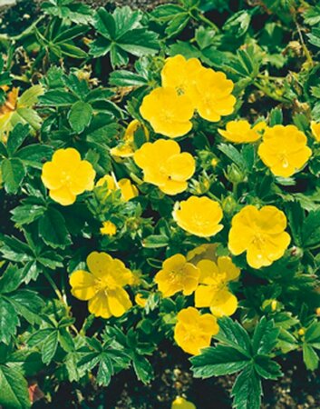 Potentilla aurea P9 - afbeelding 5