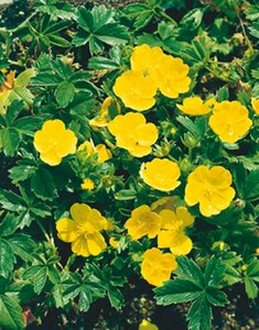Potentilla aurea P9 - afbeelding 5
