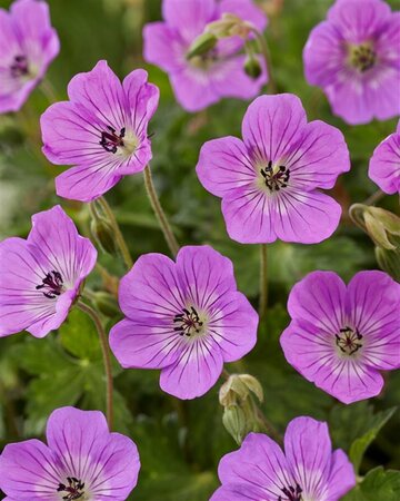 Geranium 'Kelly Anne' P9 - afbeelding 1