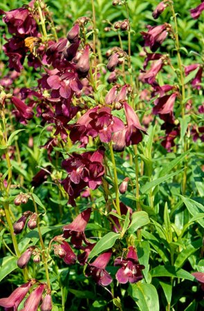 Penstemon 'Raven' P9 - afbeelding 2