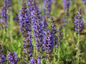 Salvia nem. 'Rügen' P9