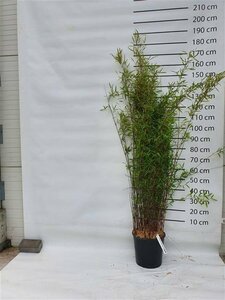 Fargesia nitida 'Black Pearl' - afbeelding 2