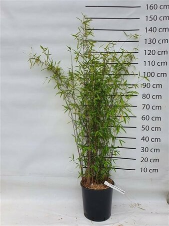 Fargesia nitida 'Black Pearl' - afbeelding 1