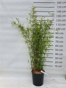 Fargesia nitida 'Black Pearl' 60/80 C.
