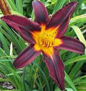 Hemerocallis 'Black Prince' P9