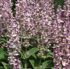 Salvia sclarea P13 BIO