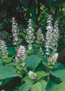 Salvia sclarea P13 BIO - afbeelding 2
