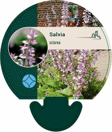 Salvia sclarea P13 BIO - afbeelding 3
