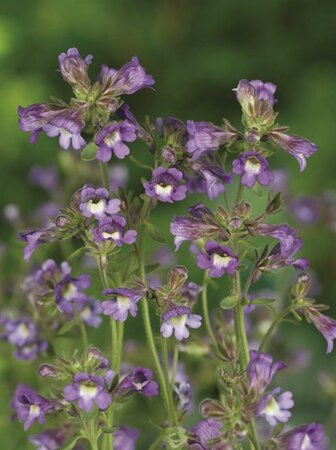 Chaenorhinum origanifolium 'Blue Dream' P9 - afbeelding 1
