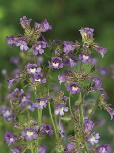 Chaenorhinum origanifolium 'Blue Dream' P9