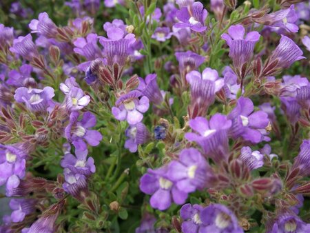 Chaenorhinum origanifolium 'Blue Dream' P9 - afbeelding 2
