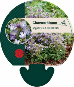Chaenorhinum origanifolium 'Blue Dream' P9 - afbeelding 3