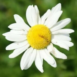 Leucanthemum vulgare P9 PlanetProof