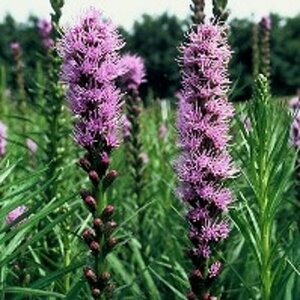 Liatris spicata P9 PlanetProof - afbeelding 3