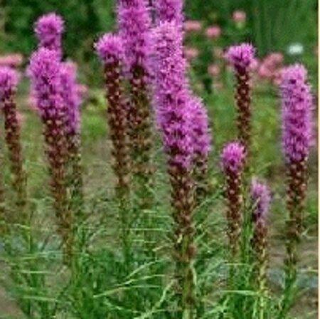 Liatris spicata P9 PlanetProof - afbeelding 4