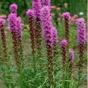 Liatris spicata P9 PlanetProof - afbeelding 4