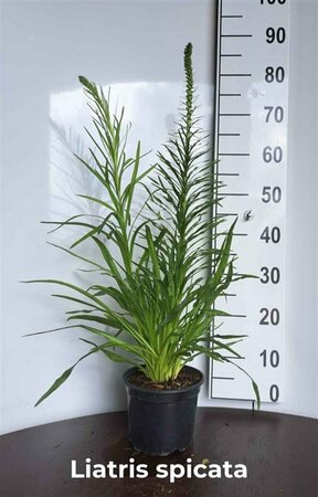 Liatris spicata P9 PlanetProof - afbeelding 2