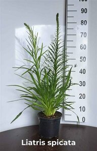 Liatris spicata P9 PlanetProof - afbeelding 2