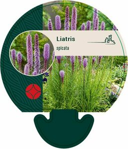 Liatris spicata P9 PlanetProof - afbeelding 6