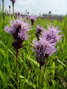 Liatris spicata P9 PlanetProof - afbeelding 5