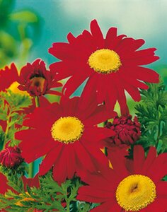 Tanacetum coccineum 'Robinson's Red' P9