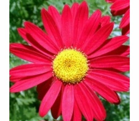 Tanacetum coccineum 'Robinson's Red' P9 - afbeelding 2