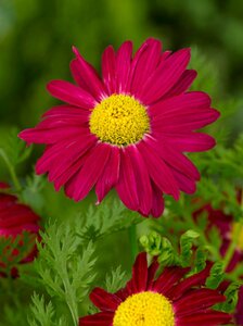 Tanacetum coccineum 'Robinson's Red' P9 - afbeelding 3