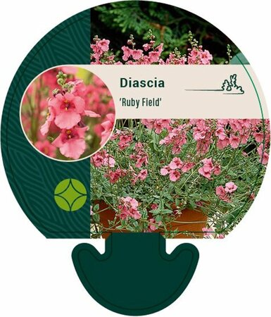Diascia 'Ruby Field' P9