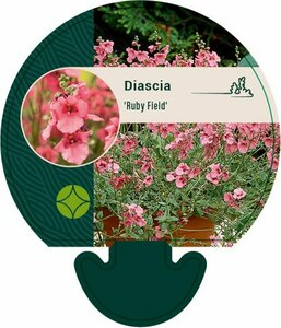 Diascia 'Ruby Field' P9