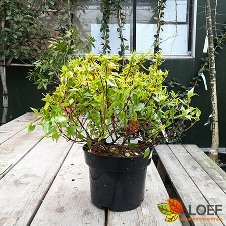 Abelia grandiflora 'Kaleidoscope' 20/25 C. - afbeelding 2
