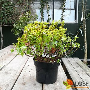 Abelia grandiflora 'Kaleidoscope' 20/25 C. - afbeelding 2