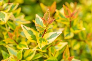 Abelia grandiflora 'Kaleidoscope' 20/25 C.