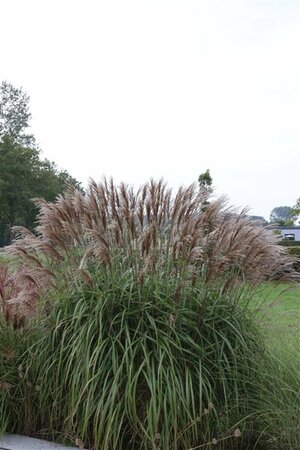 Miscanthus sinensis 'Malepartus' P11 - afbeelding 2