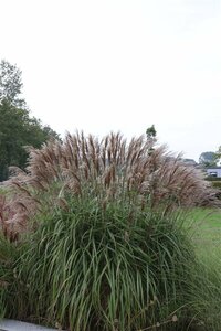 Miscanthus sinensis 'Malepartus' P11 - afbeelding 2
