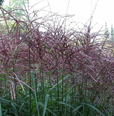 Miscanthus sinensis 'Malepartus' P11 - afbeelding 5
