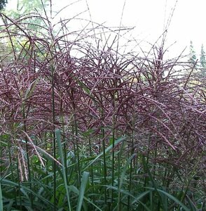 Miscanthus sinensis 'Malepartus' P11 - afbeelding 5